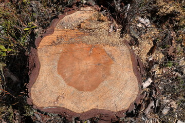 Pine stump with annual rings. Part of old tree.