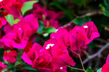 pink bougainvillea flowers close up