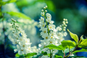 Bird cherry branches in the garden in spring