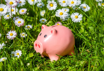 Piggy Bank on the background of blooming daisies
