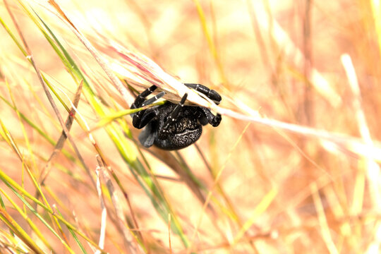 Ara&ntilde;a Eresus sp hembra agarrada en la hierba seca