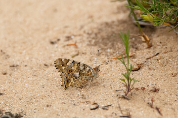 Descansando una Mariposa Vanessa de los cardos 