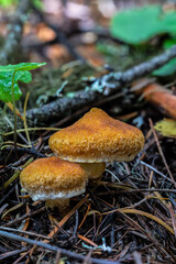 Lepiota Mushrooms in Idaho in Fall