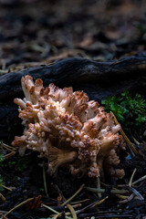 Clustered Coral (Ramaria botrytis) Mushroom