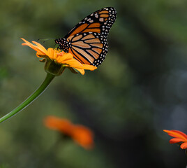 Beautiful blue skies creates a stunning contrast with the Magnificent Orange Brilliance Tithonia Torch, A Mexican sunflower, -  absolute magnet for the beautiful and endangered Monarch butterfly.