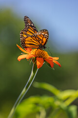 Beautiful blue skies creates a stunning contrast with the Magnificent Orange Brilliance Tithonia Torch, A Mexican sunflower, -  absolute magnet for the beautiful and endangered Monarch butterfly.
