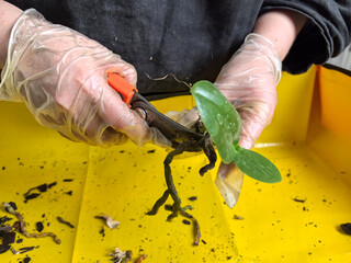 Pruning and repotting an orchid for healthy growth and vibrant blooms