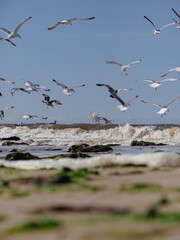 Flock of seagulls at beach in Westerland, Sylt