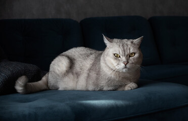 cat on sofa at home