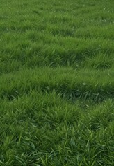 Dense emerald green grass edge, perfect repeating texture ,  summer,  greenery
