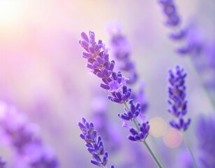 Obraz premium Vibrant lavender blossoms in soft sunlight with gentle bokeh effect