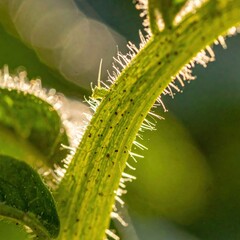 Fototapeta premium Close-up of sunlit hairy green plant stem with backlit details