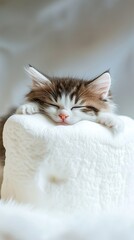 Adorable Fluffy Kitten Sleeping Peacefully: Cozy White Background - A Cute and Tranquil Feline Nap in Soft Light