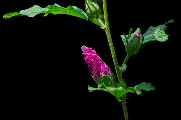 Vibrant Hibiscus bud basking in the sun, Mississauga, ON, Canada