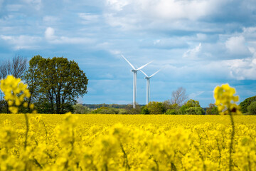 Wind turbines with dramatic sky and canola field on the Swedish countryside in Skane, Sweden