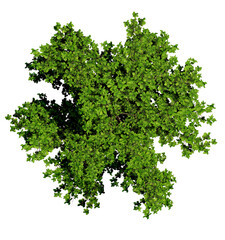 Obraz premium Tree top view, plan, landscape, without background, transparent background