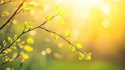 Obraz premium Tree branch with young leaves in spring sunlight