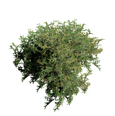 Tree top view, plan, landscape, without background, transparent background