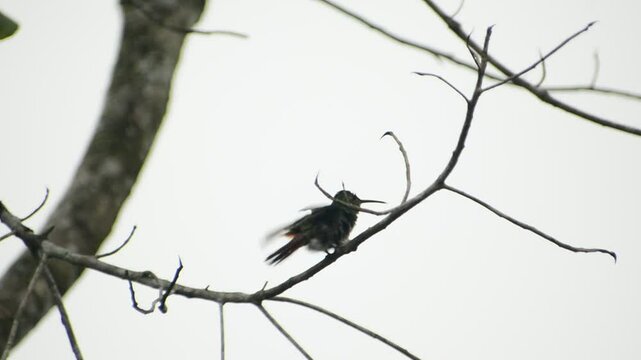hummingbird- Costa Rica
