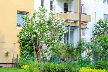 Obraz premium Blooming jasmine bush with white flowers near yellow apartment building in urban residential garden