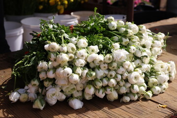 white ranunculus flowers