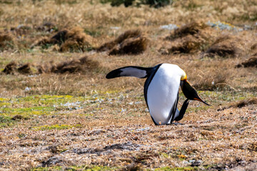 Outdoor scene with a close-up of a King Penguin - Aptenodytes patagonicus- on Tierra de Fuego, in Southern Chile.
