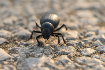 Timarcha Beetle on Asphalt Surface