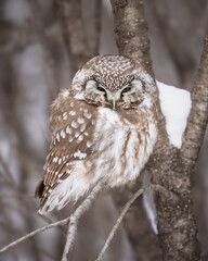 Boreal Owl in the snow