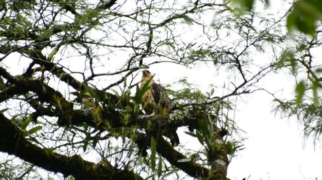 Halcon - Costa Rica