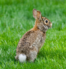 full brown rabbit in grass