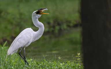 Great egret eating a large fish.