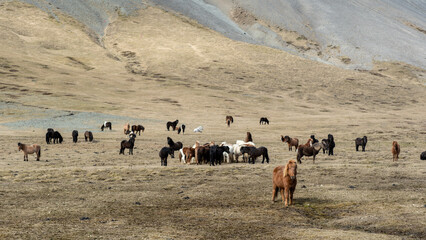 Icelandic Horses standing towards the camera in front of a herd on the Sn&aelig;fellsnes peninsula in Western Iceland. 