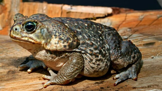 Close-up Cane Toad - Bufo marinus sitting on wooden log in a natural environment. Rhinella marina Poisonous   