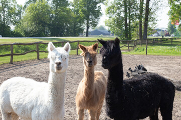 Obraz premium Three alpacas: black, white, and brown on a natural background.