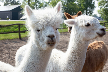 Obraz premium A white alpaca looking at the camera.