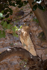 Treated eagle standing on a tree branch