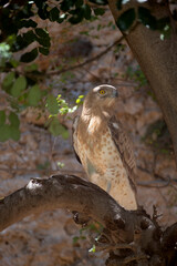 Treated eagle standing on a tree branch