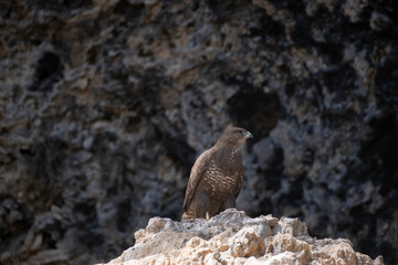 An eagle watching over the rock