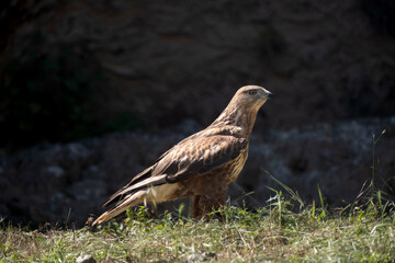Eagle standing on the grass