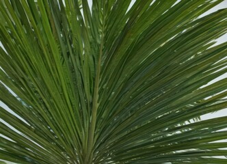 Close-up, showing rich green hues & fine texture of a single palm leaf , palm,  foliage