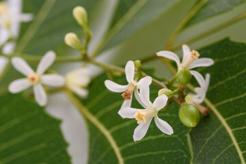 Neem flowers