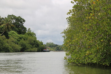 Fototapeta premium river in the forest
