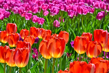 美しいチューリップの花