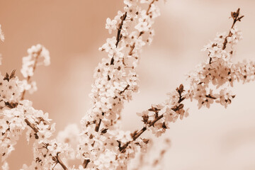 Beautiful blossoming tree branch against blue sky background