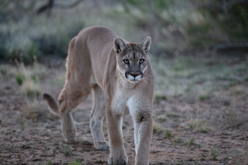 majestic powerful intimidating wild desert mountain lion
