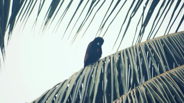 Psarocolius montezuma - Costa Rica