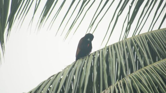 Psarocolius montezuma - Costa Rica