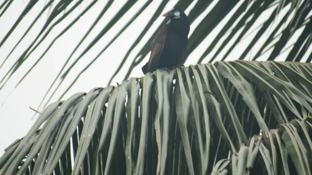 Psarocolius montezuma - Costa Rica
