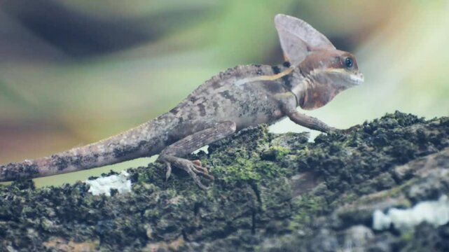 Basilisco - Costa Rica