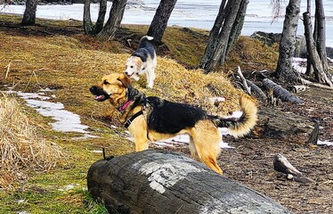dogs  in the park